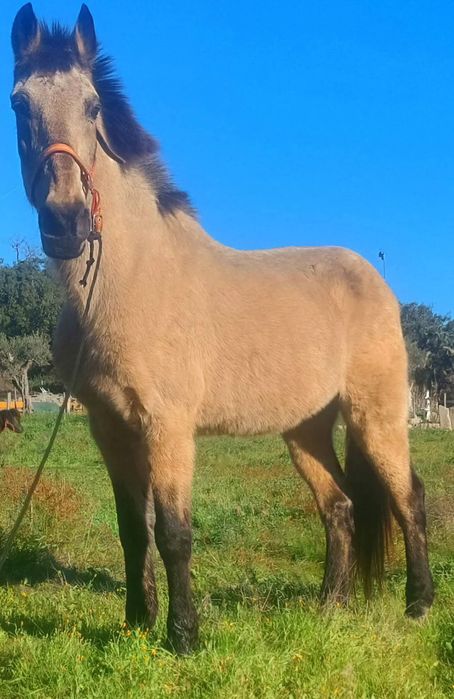 cavalo baio com 8 anos muito manso montada engatada 1 58