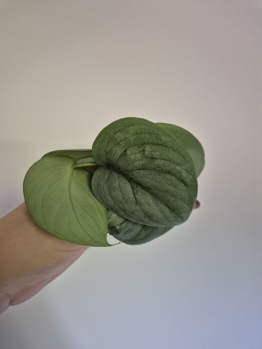 Scindapsus Silver Hero