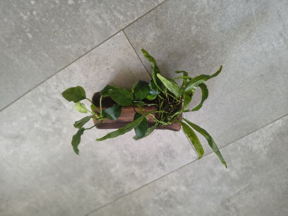 Dekoracja akwariowa ( anubias,microsorium)