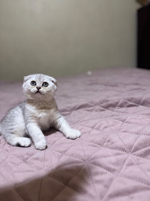 Котеня срібна шиншила