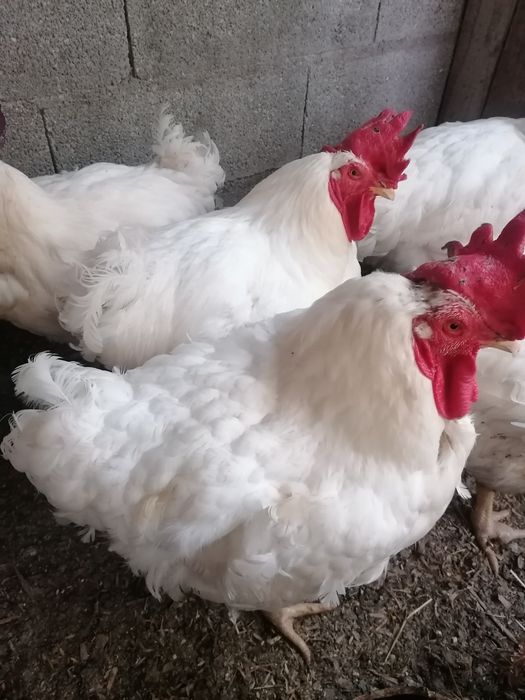 Galos   caseiros
