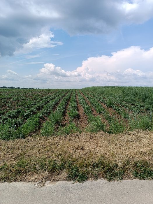 Ziemniaki małego kalibru