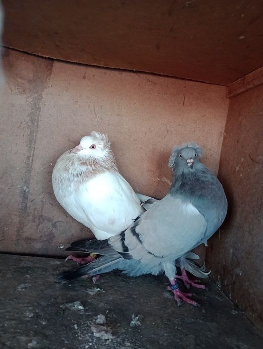 Sprzedam gołębie garłacze