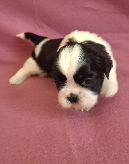 Sunia Shih Tzu rezerwacja