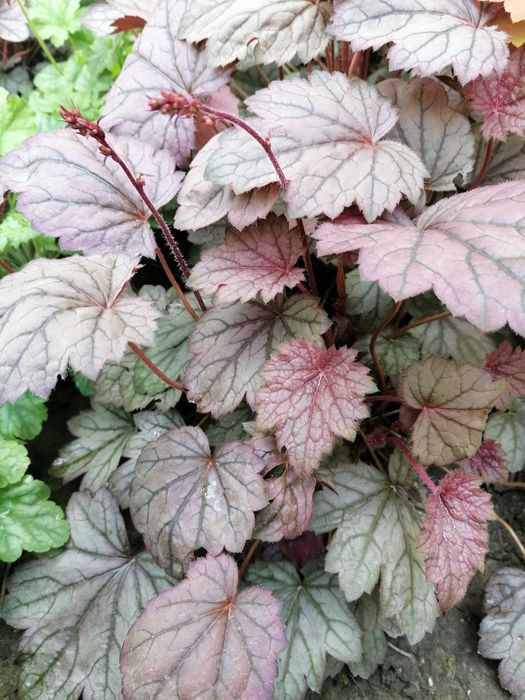 Гейхери (набір сортів)