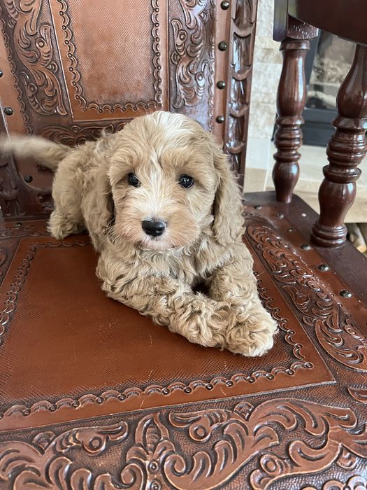 Cavapoo piesek juz do odbioru