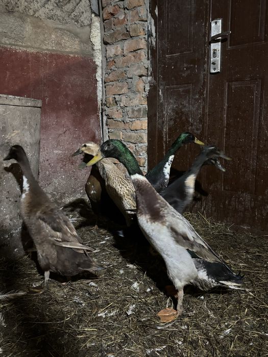 Продам або обміняю!