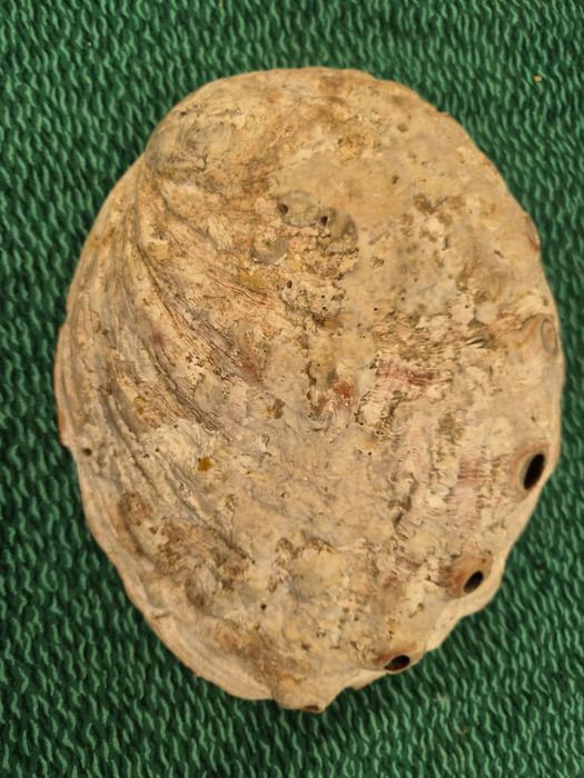 Duża muszla abalone