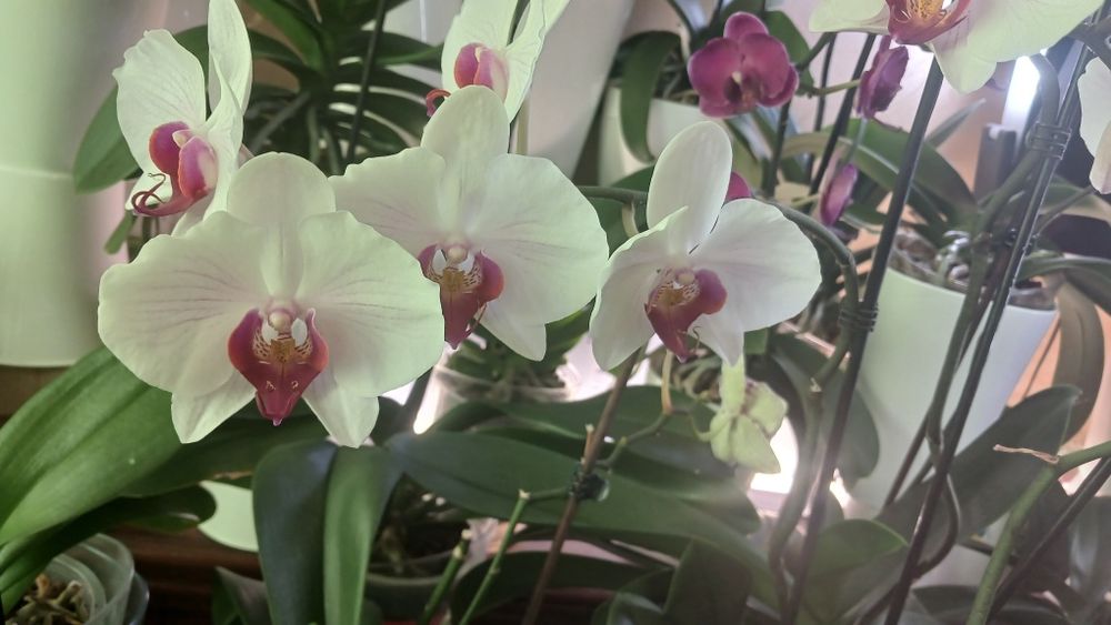 Орхідеї домашні продам