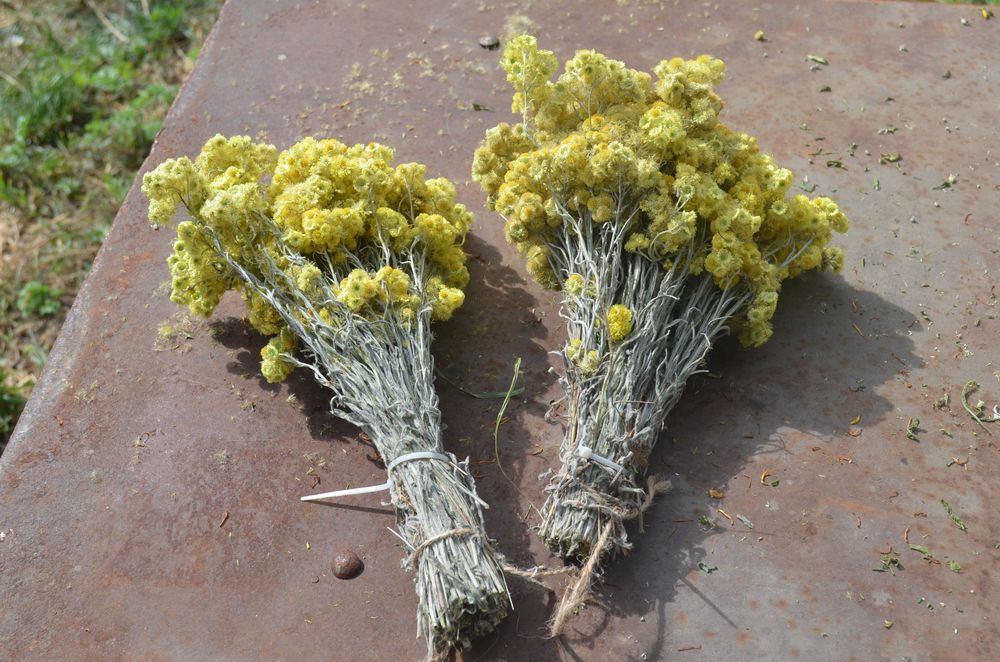 Віники в сауну березові дубові євкаліпт лавада травяні для запаха мята