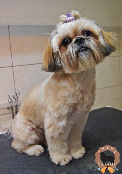 Strzyżenie i pielęgnacja psów Lublin Łęczna