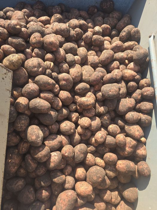 Sprzedam ziemniaki jadalne