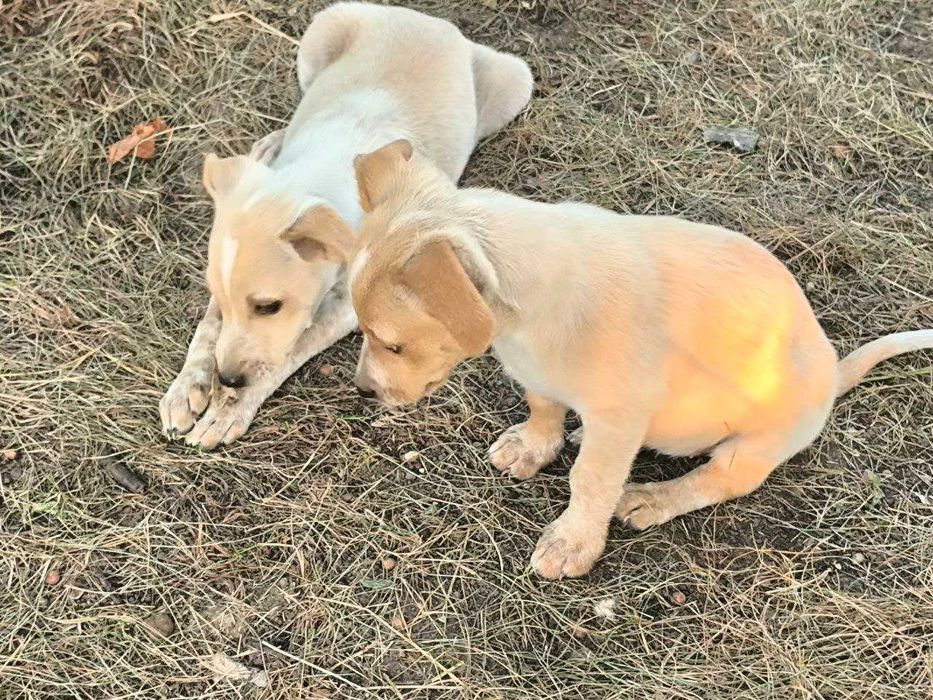 Маленький промінчик щастя шукає дім!