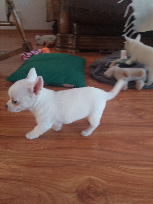 Chihuahua Biały Piesek