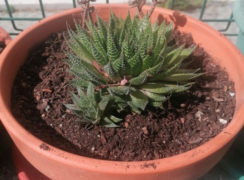 Plantas suculentas | Taça 25 cm diâmetro