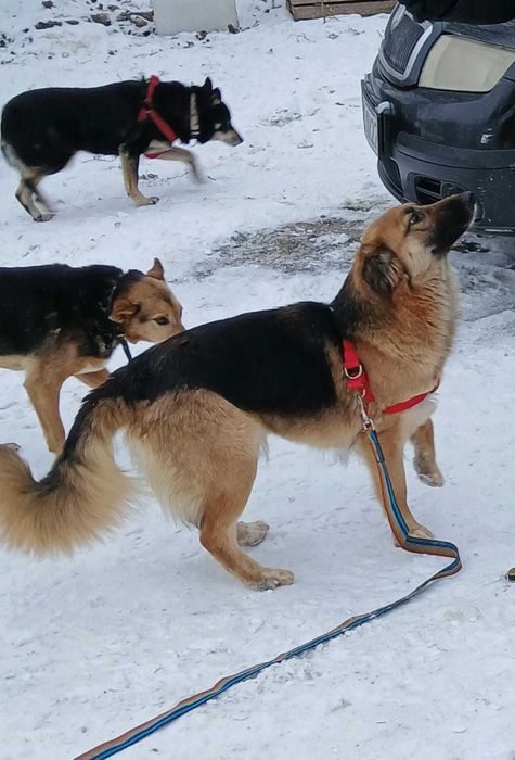 Sliczna młodziutka Molly do adopcji