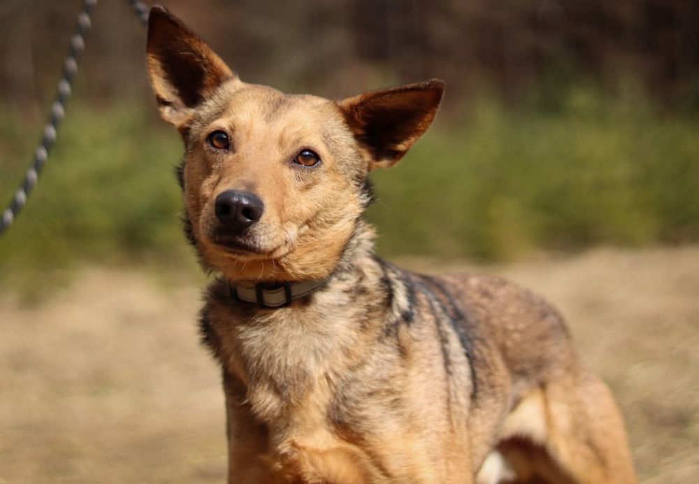 Młody, nieśmiały piesek szuka domu  / do adopcji