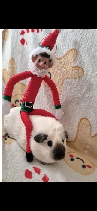 Świnka morska California Hodowla