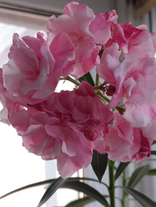 Орхидея Дендробиум  и Олеандр куст.