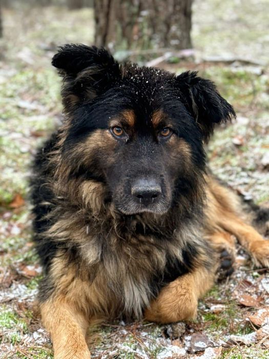 Dostojny pies do adopcji