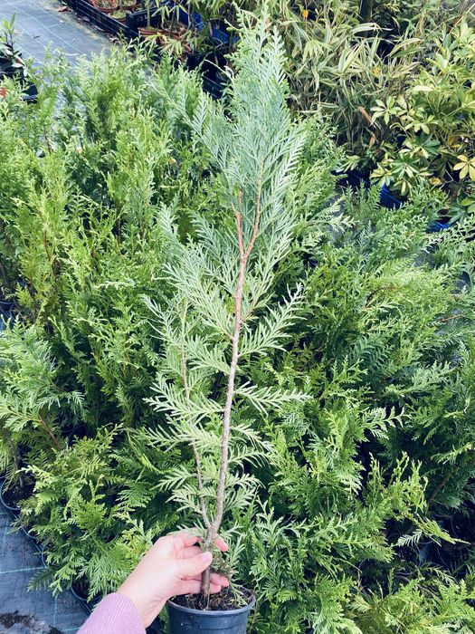 Ultimo lote tuais cerca de 69cm