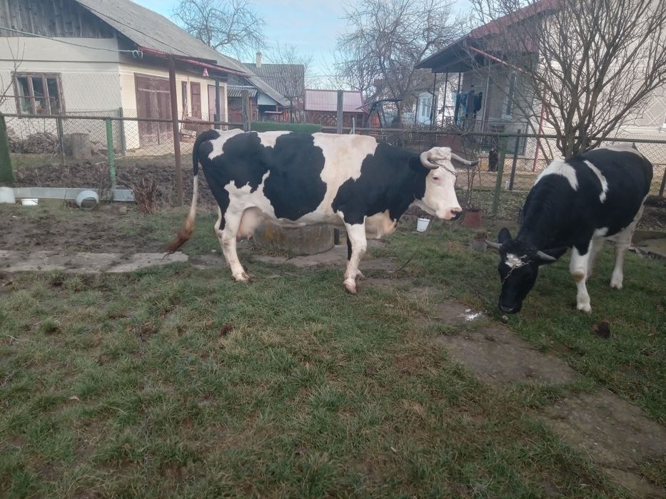 Продам добру корову