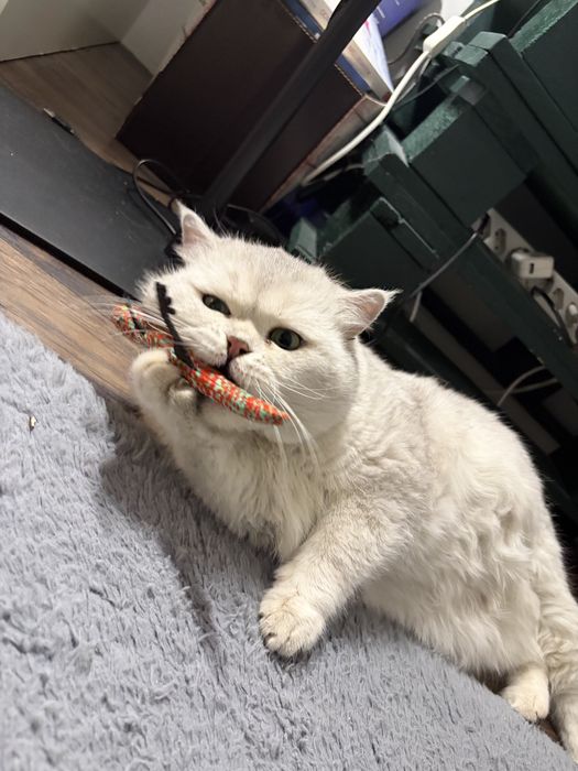 Kot Brytyjski krótkowłosy