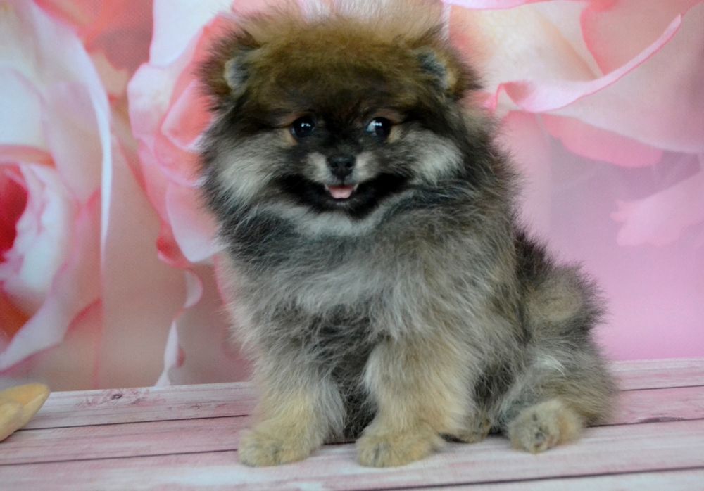 Міні померанські шпіцулі