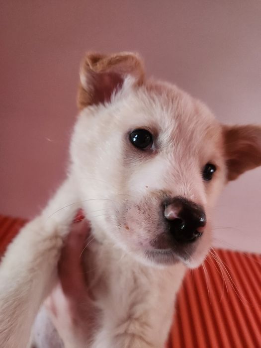 Лабрадор(метис)  безкоштовно