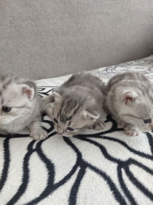 Котята шотландские