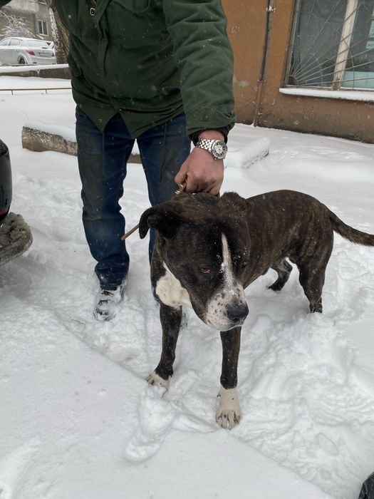 Кане корсо и стаффорд метис