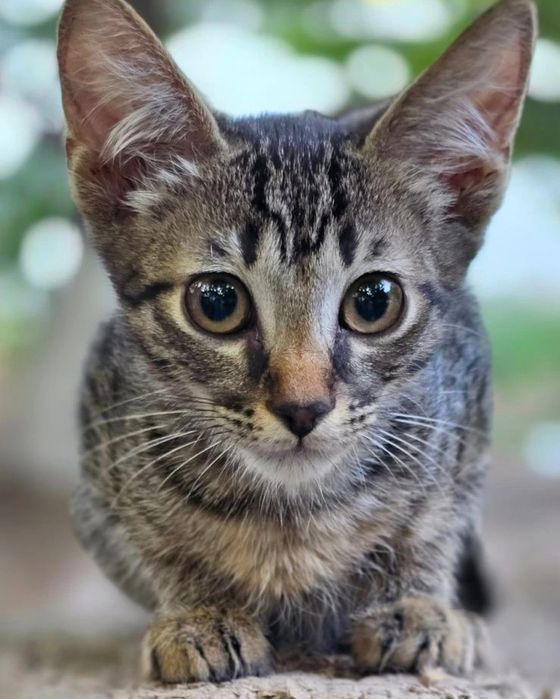 Тигровый котенок мальчик бесплатно