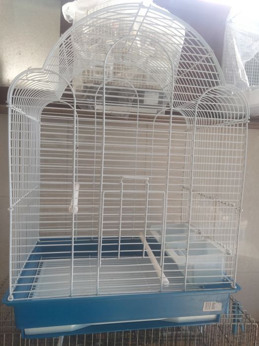 Agapornis e caturra  domésticados