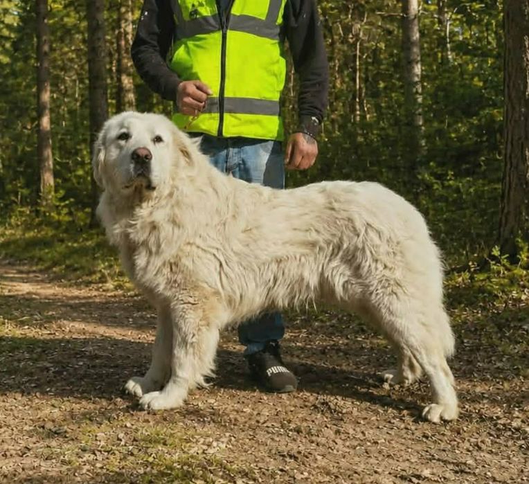 Owczarek podhalański