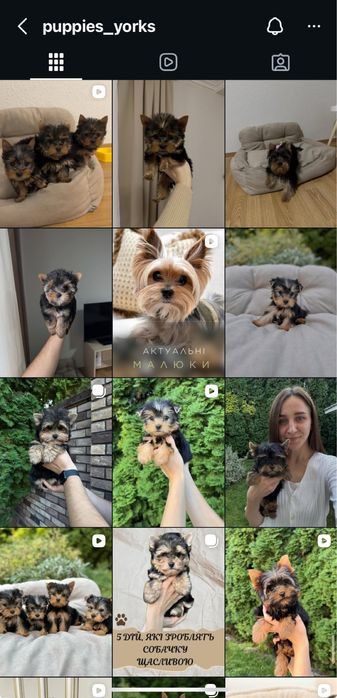 Хлопчик міні йорк Київ