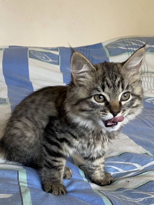 Маленький пушистый котёнок мальчик  лесного окраса ищет дом! Котята в хорошие руки!