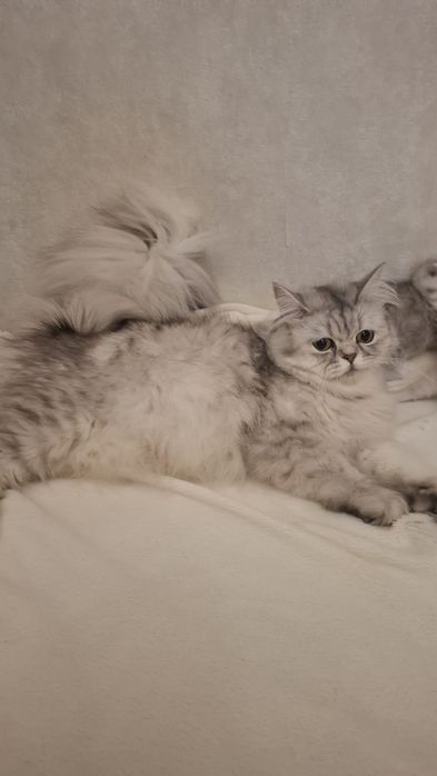 Серебристая шиншилла