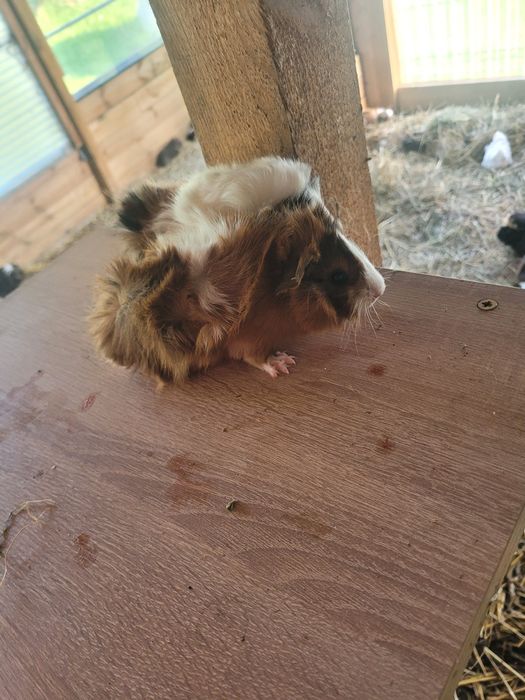 Świnki Morskie samce i samiczki