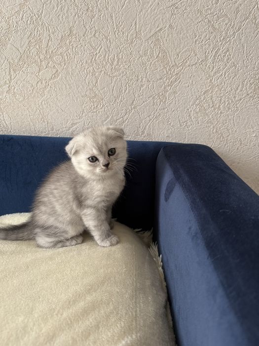 Шотландські висловухі