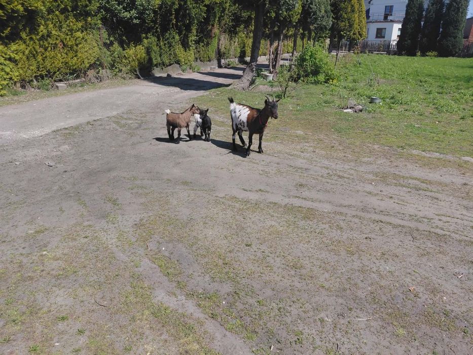 Mini koza polecam