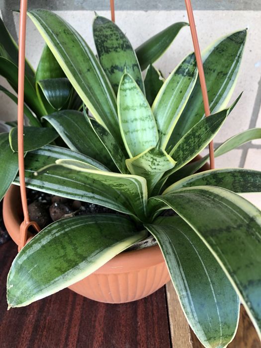 Ханні Сансевієрія Фаворит Філіппін Єва Крео Жаде Голден ханні Суперба