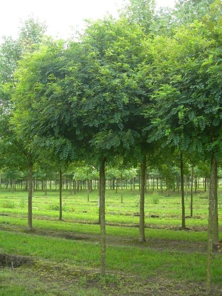 AKACJA KULISTA W DONICY 180-200 cm  240 zł