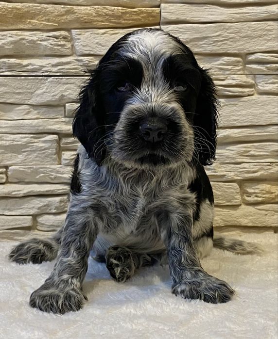 Cocker Spaniel Angielski Pies Bakuś