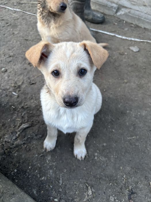 Oddam szczeniaki w dobre ręce OPIS!