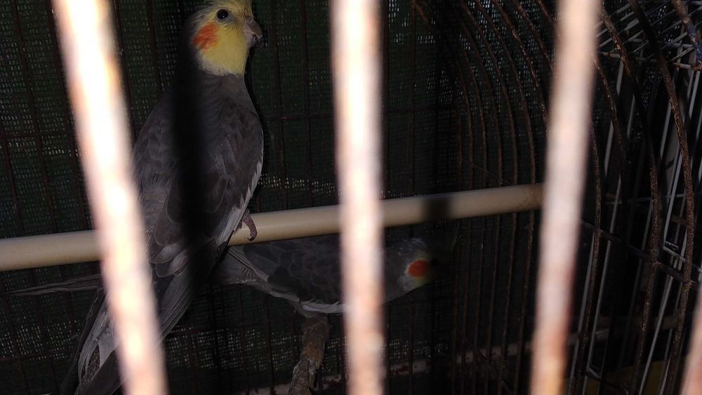 Caturras nova linhagem