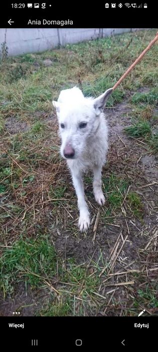 Kochana suczka ok. 15 kg