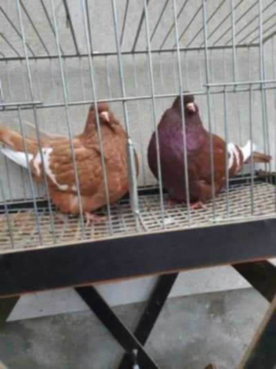 Ryś polski rysie polskie