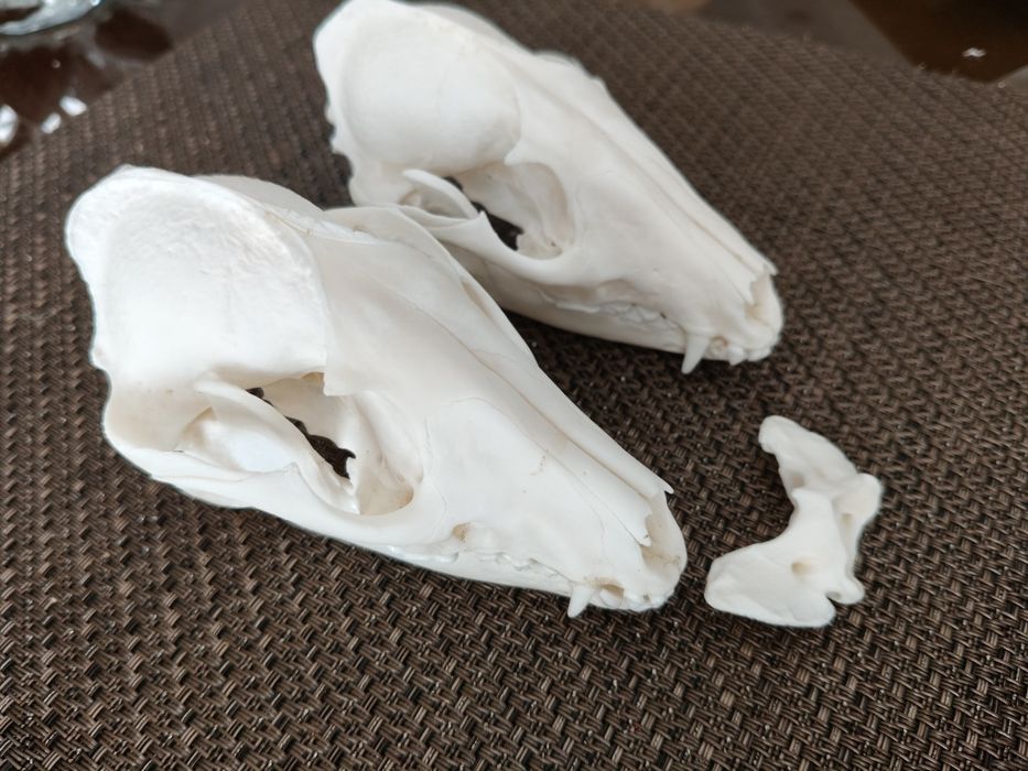Pan Jenot i Pani Jenot Taxidermy!
