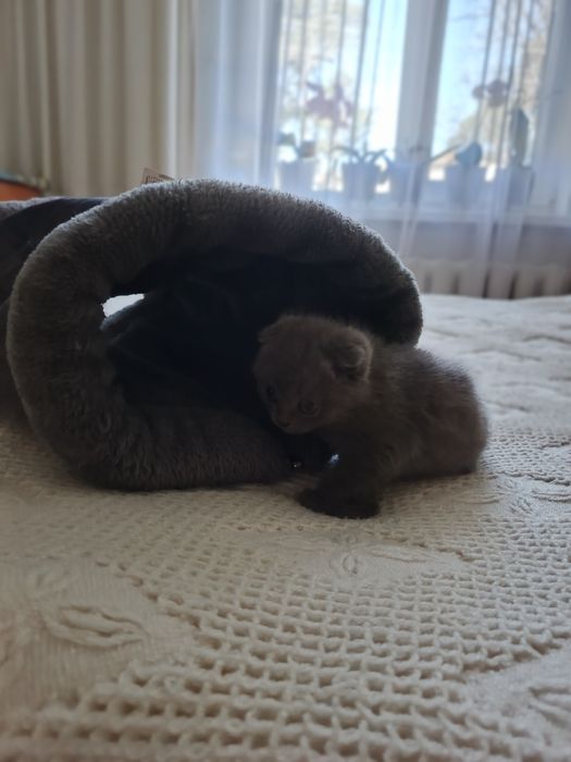 Лежанка, печера для котів