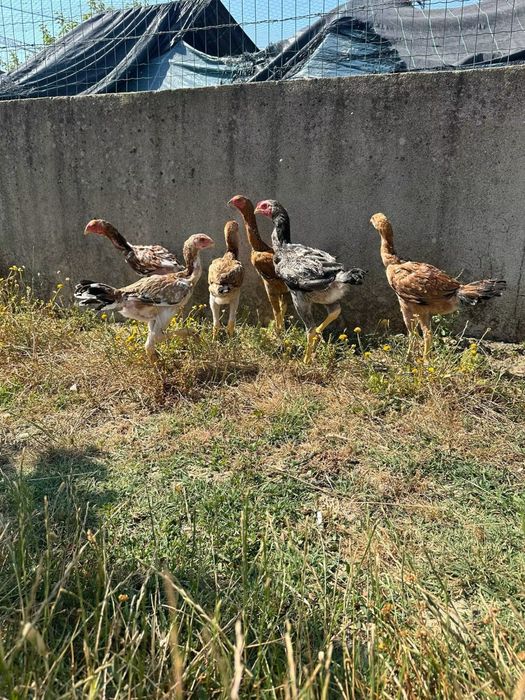 Frangos indios gigante   3 meses